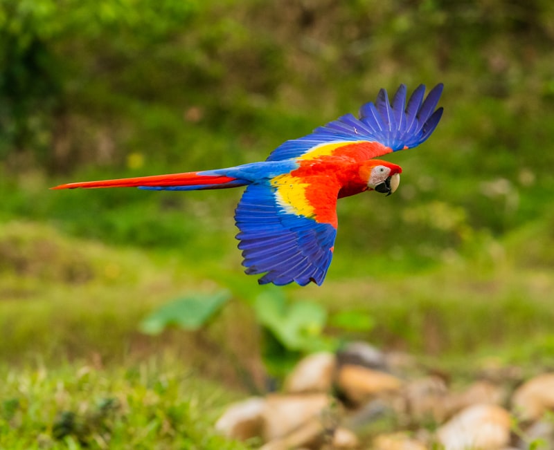 Scarlet macaw in flight at Carara National Park
